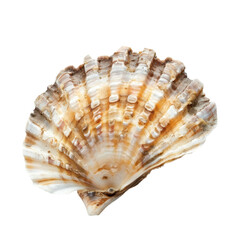 Beautiful Scallop Shell with Unique Stripes and Patterns