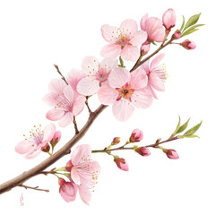 cherry blossom isolated on white