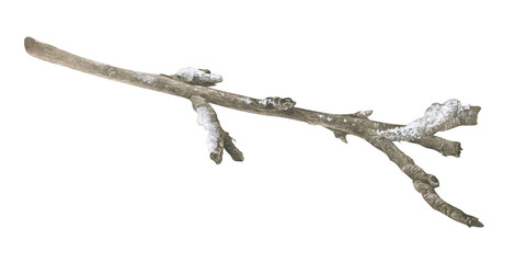 A bare tree branch covered with frost, snow and ice. Watercolor illustration of a hoarfrost wood stick. Hand drawn vintage sketch on white isolated background. Water color painting art image
