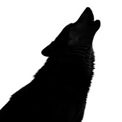 Obraz premium A striking silhouette of a wolf howling, captured against a dark background. This powerful image evokes a sense of wilderness and primal instinct.