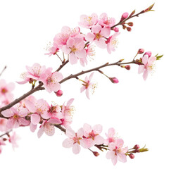 cherry blossom isolated on white