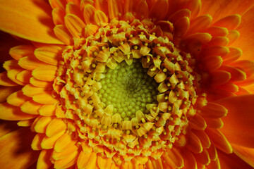 陽だまりの鼓動、ガーベラの脈拍