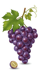 Fototapeta premium Illustration of Ripe Purple Grapes with Green Leaves on White Background