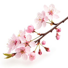 cherry blossom isolated on white