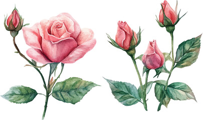 vector illustration of rose