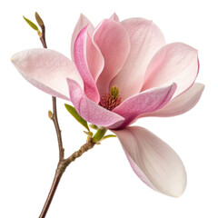 pink magnolia flower isolated png