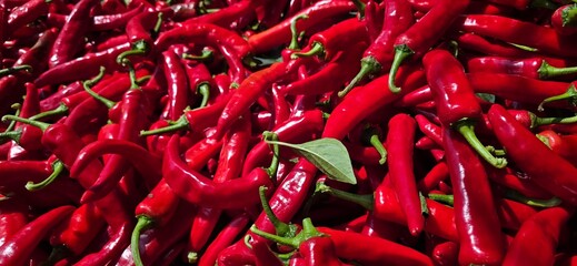 red hot chili peppers