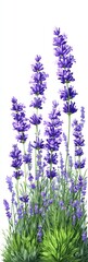 Naklejka premium Lush lavender blooms against a white background
