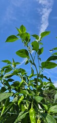 green leaves against blue sky
