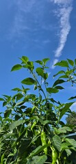 green peppers and blue sky