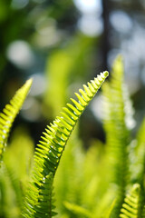 Close up fresh green fern leaves plant meadow in tropical forest and natural sunlight in sunny day background. Copy space of vertical photo