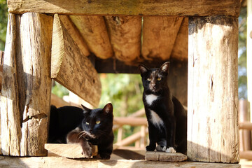Adorable couple tabby black cats sitting together under wooden table on terrace in natural sunlight in countryside of Asian
