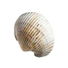 Fototapeta premium Detailed Close-Up of a Natural Sea Shell on a White Background