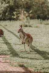 kangaroo in a zoo enclosure, in a field