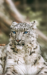 snow leopard in zoo enclosure
