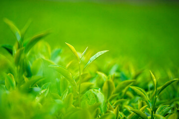  Close up fresh green tea leaves plant on outdoor Green tea tree organic farm field .