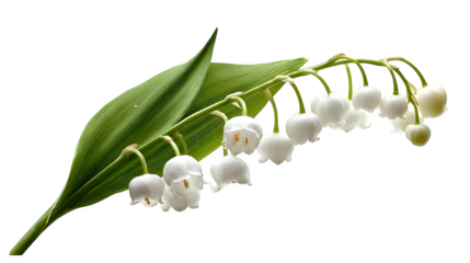 White lilly of the valley stalk on white background 