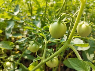 Fresh green tomato still on tree in organic plant garden, Close up view 