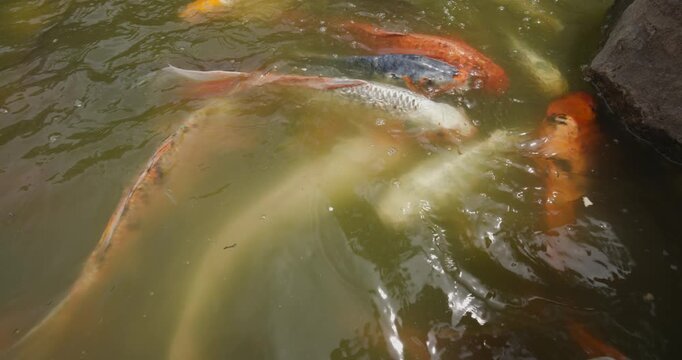 Koi Fish on Top of Water Swimming