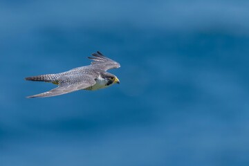 穏やかな日本海をバックに悠然と飛ぶハヤブサ成鳥
