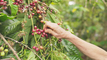 Farmer hand picking red ripe robusta, coffea canephora, coffee cherries or berries on plant in farm, tropical plantation, Bali, Indonesia