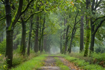 Fototapeta premium Path through a lush green forest with tall trees and dappled sunlight