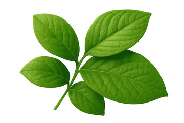 Vibrant green leaves thriving on a stem against a transparent background, perfect for nature-themed projects