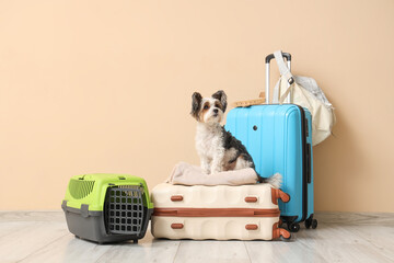 Cute Biewer Terrier dog with pet carrier and suitcases near beige wall
