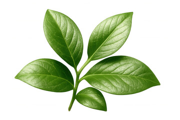 Obraz premium Green foliage growing densely on slender branch, backlit against transparent backdrop, highlighting botanical detail