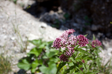 Purple blooming flowers attract pollinators in a sunny outdoor setting near rocky terrain during warm summer afternoons