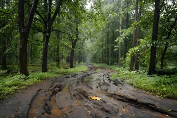 Muddy forest path after rain with lush green trees and foliage