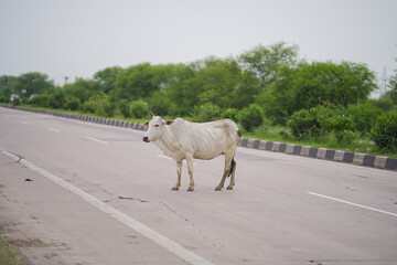 Cow standing on highway, Stray cattle blocking road,
White cow on NH road, Livestock crossing highway stock photo. 



