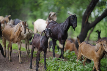 herd of goats walking on rural road, goats grazing in countryside, livestock moving on dirt path, domestic goats in village environment stock photo. 

