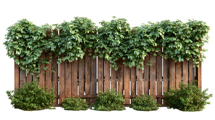 A wooden privacy fence covered in climbing ivy in a typical backyard setting, isolated on a Transparent background