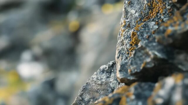 Marmot peeking from rocks, wildlife photography