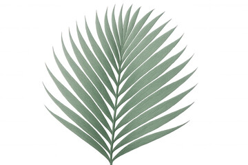 Fototapeta premium Single green palm leaf isolated on transparent background, perfect for summer and tropical designs