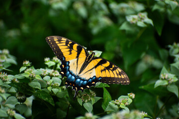 The Magnificent Eastern Tiger Swallowtail Butterfly