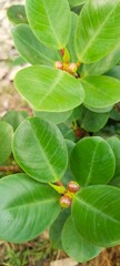 beringin dolar (ficus microcarpa green island) with glossy rounded leaves and young fig fruit