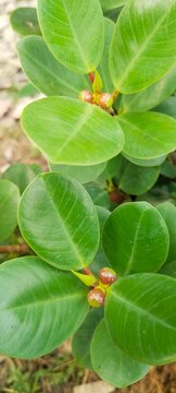 beringin dolar (ficus microcarpa green island) with glossy rounded leaves and young fig fruit