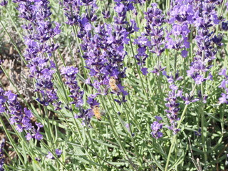 ラベンダーの花とミツバチ