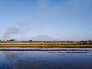 View of rice fields and clear sky