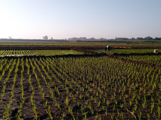View of rice fields and clear sky