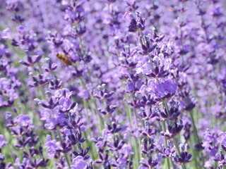 Obraz premium 満開のラベンダー畑