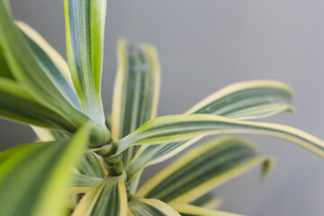 Ornamental plants to cool the house