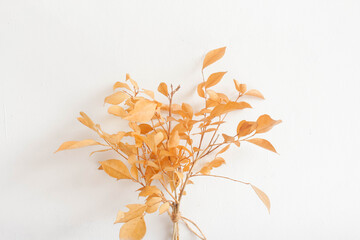 Dried plants on a white background