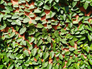 Climbing plants on the orange wall