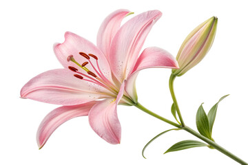 Delicate pink lily flower with bud isolated on transparent background