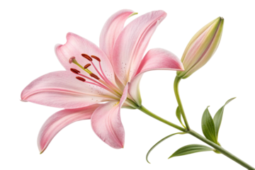 Delicate pink lily flower with bud isolated on transparent background