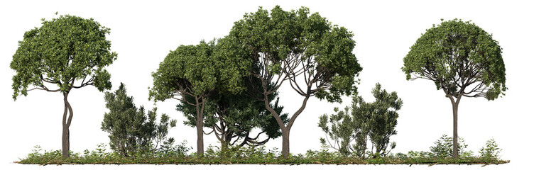 Tall Green Trees Isolated on White Background