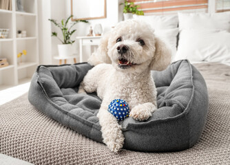 Cute poodle dog with toy lying in pet bed at home